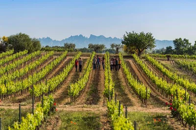 Barcelona Winery Tour: Luxury & Wine Awaits!