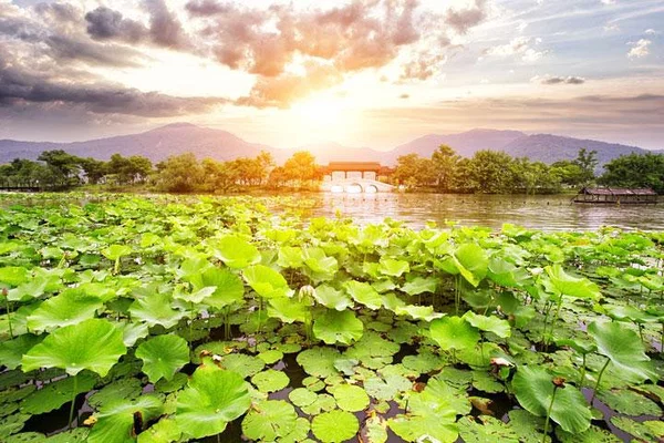 Hangzhou's West Lake & Tea Fields: A Day of Discovery & Culture