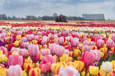 Exclusive Tulip Time: Private Keukenhof & Tulip Experience Tour
