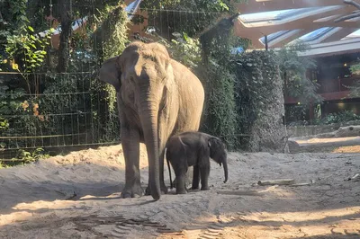 Zurich Zoo & City Tour: Transport & Entry Included!