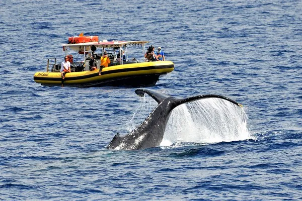 Maui Whale Watch: Intimate Encounters on a Small-Group Raft