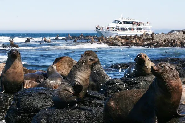 Witness Australia's Fur Seal Colony: An Unforgettable Phillip Island Cruise Adventure!