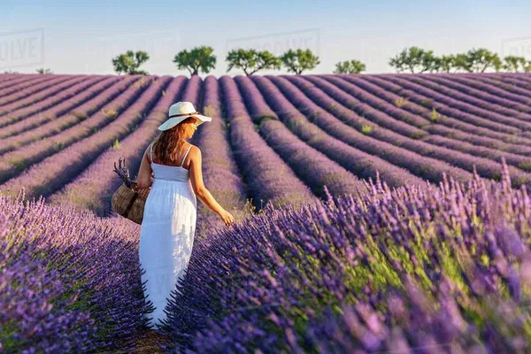 Provence & Lavender: Aromatic Private Tour Through Valensole