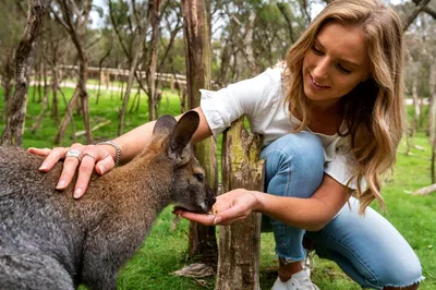 Melbourne's Penguin Parade: A Wildlife Extravaganza!