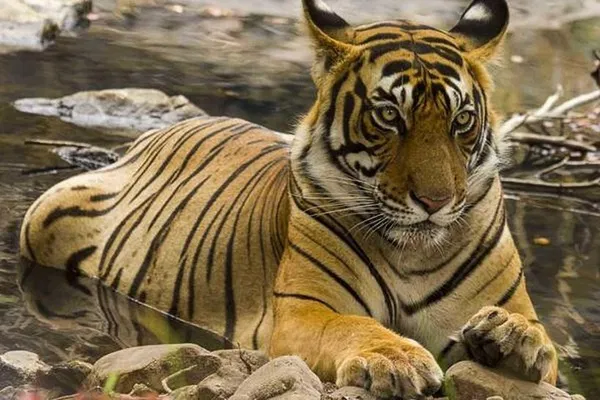 Jaipur, Ranthambore, Agra & Delhi: 4-Day Wildlife & Heritage Expedition