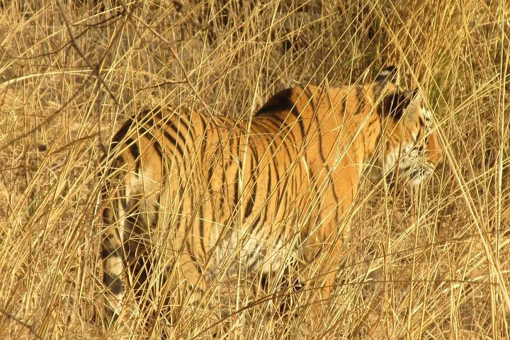 img0
