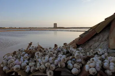 Dawn Awakening: Birdwatcher's Bliss at Trapani Salt Mills