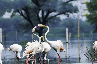 Discover Agra's Avian Paradise: Bharatpur & Fatehpur Sikri Full-Day Tour