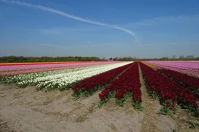 Amsterdam's Blooming Beauty: Private Flower Field Tour