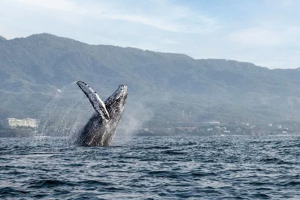 Puerto Vallarta Whale Watching: An Unforgettable Ocean Adventure