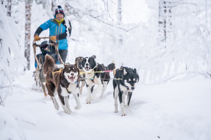 Tromsø Wilderness Adventure: Thrilling Husky Sledding Expedition