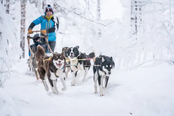Tromsø Wilderness Adventure: Thrilling Husky Sledding Expedition