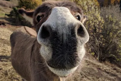 Umbrian Adventure: Hike with Donkeys in the Sibillini Mountains