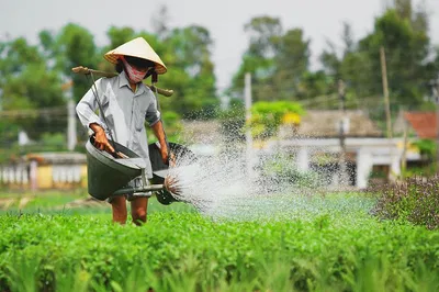 Discover Hoi An's Authentic Countryside by Bike, Motorbike, or Car!