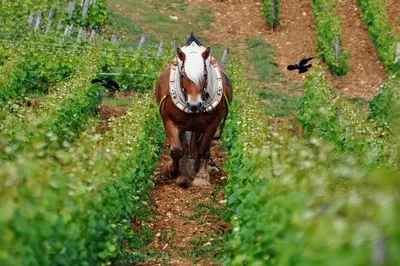 Burgundy's Best: A Luxurious Wine Lover's Private Tour
