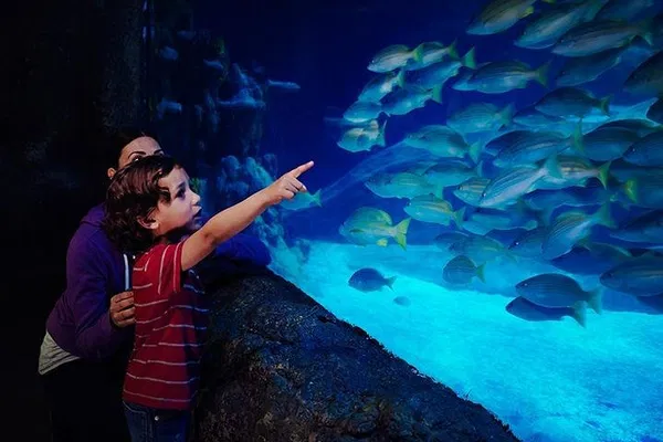 Dive into Wonder: SEA LIFE Blackpool's Underwater Adventure