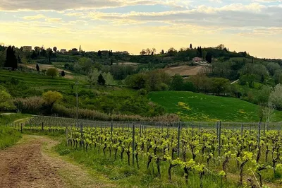 Tuscan Wine Tour: Taste Pisa's Countryside Delights