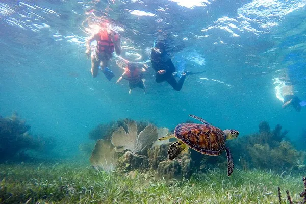 Exclusive Reef Adventure: Private Snorkeling in Puerto Morelos!