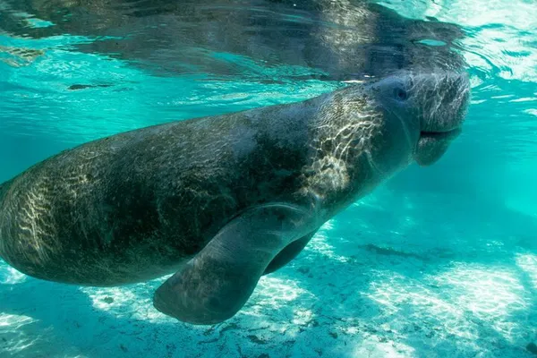 Kayak Big Hickory Pass: Guided Tour & Shelling Beach