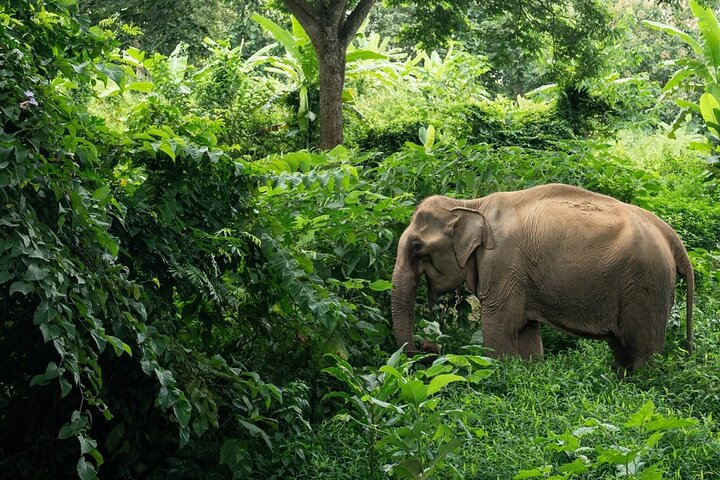 Ethical Elephant Encounters: Khaolak Sanctuary, Cooking & Waterfall Adventure