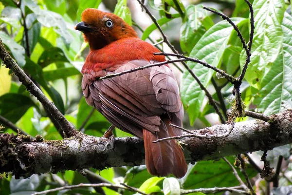 Discover Belize's Avian Wonders: A Guided Birding Adventure at Sta. Rita Waterfall