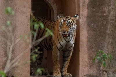 Ranthambore Tiger Safari: Private Jeep Tour Adventure