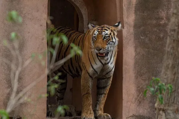 Ranthambore Tiger Safari: Private Jeep Tour Adventure