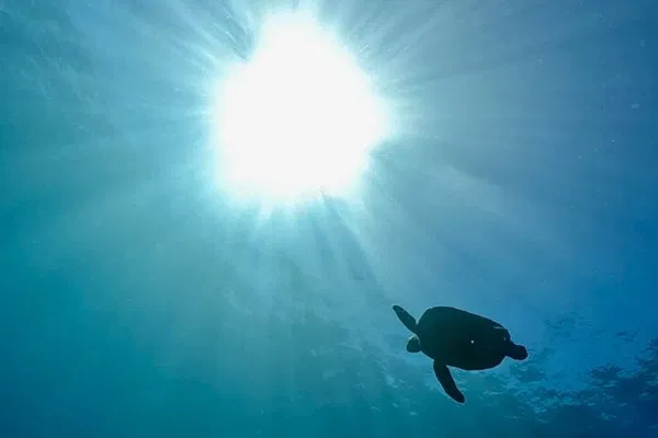 Kushimoto Scuba: Dive Japan's Premier Spots!