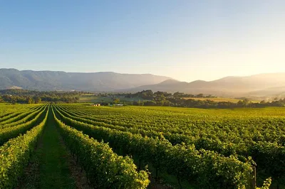 Yarra Valley Wine Tour: Gin, Cider & Fun!