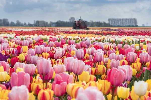 Unveiling Dutch Delights: Tulips, Windmills & Cheese Farm Private Tour