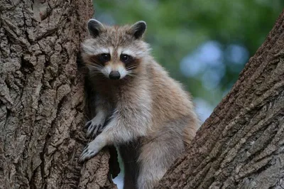 Montreal Zoo: Private Half-Day Animal Adventure
