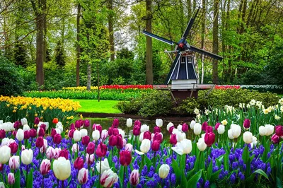 Unveiling Keukenhof's Floral Majesty: A Private Day Tour from Brussels
