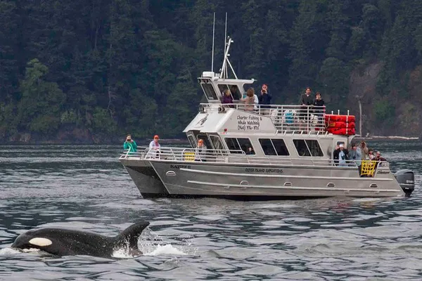 Anacortes Whale Watching: Guaranteed Sightings!