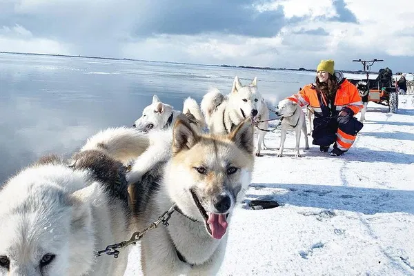 Husky Sledding Tour: South Coast Adventure from Reykjavik
