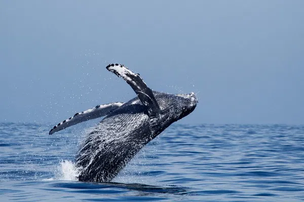 Oceanside Whale Watching: 2-Hour Shared Adventure