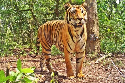 Bandipur & Somnathpur: Tiger Reserve & Temple Tour