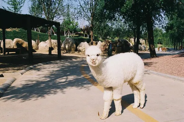 Embark on a Wild Adventure: Private Safari at Beijing Wildlife Park
