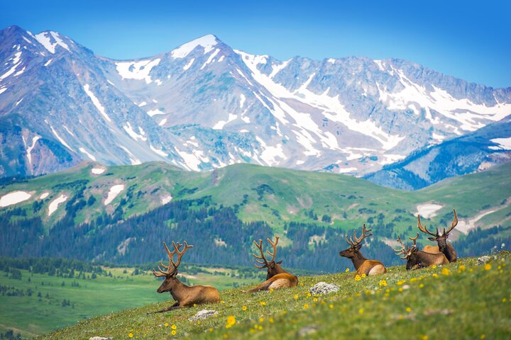 Discover Rocky Mountain National Park: A Personalized Birding Adventure
