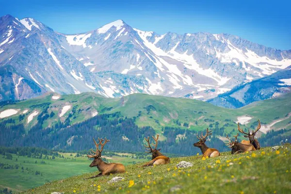 Discover Rocky Mountain National Park: A Personalized Birding Adventure