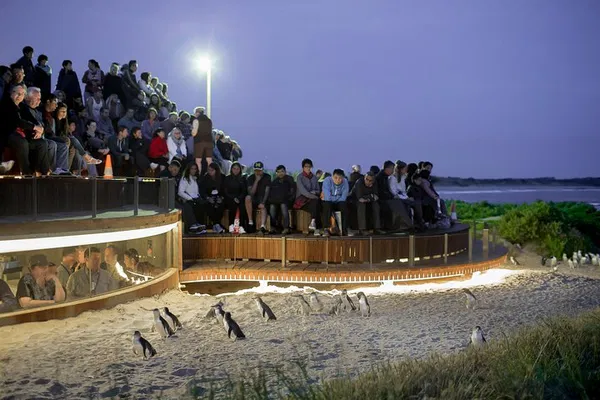 Penguin Parade: Phillip Island Day Trip from Melbourne