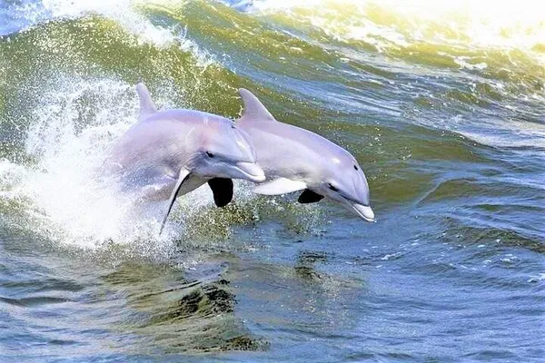 Hilton Head Dolphin Cruise: Guaranteed Sightings!
