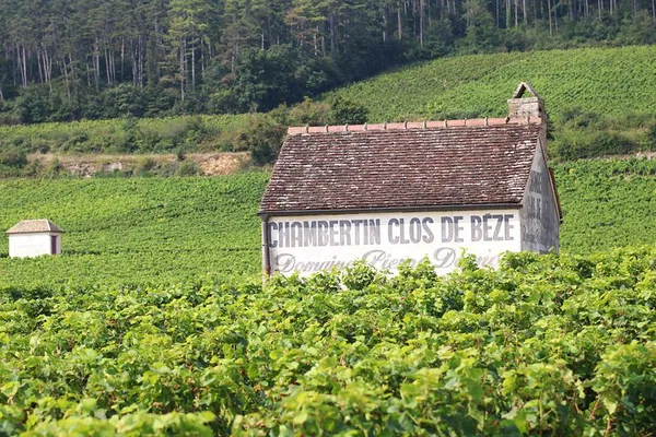 Unveiling Burgundy's Terroir: Private Wine Tasting Tours