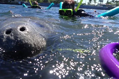 Swim with Gentle Giants: Private Manatee Snorkeling Adventure in Crystal River
