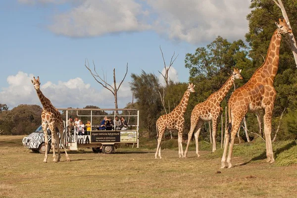 Werribee Zoo Safari: Off-Road Adventure (Entry Excluded)