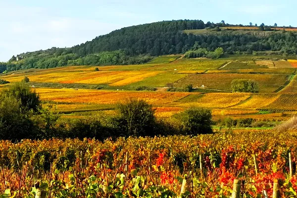 Uncover Burgundy's Charm: A Personalized Tour with Expert Guidance