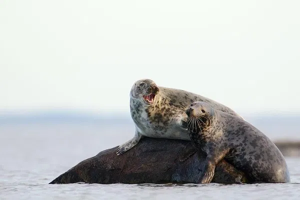 Enchanting Seal-Watching Tour: Melodies & Marine Life near Malusi Islands
