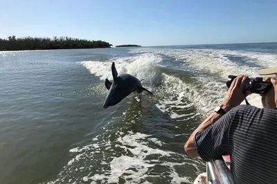 Everglades Day Safari: A Wild Eco-Adventure from Fort Lauderdale