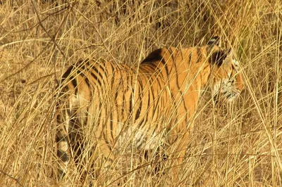 Unforgettable Ranthambore: A Thrilling Day Trip from Jaipur
