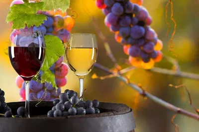 Unearth Umbrian Delights: Truffle Hunt, Wine Tour & Gourmet Lunch