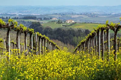 Prosecco Hills Day Trip: Wine Tasting & Villages